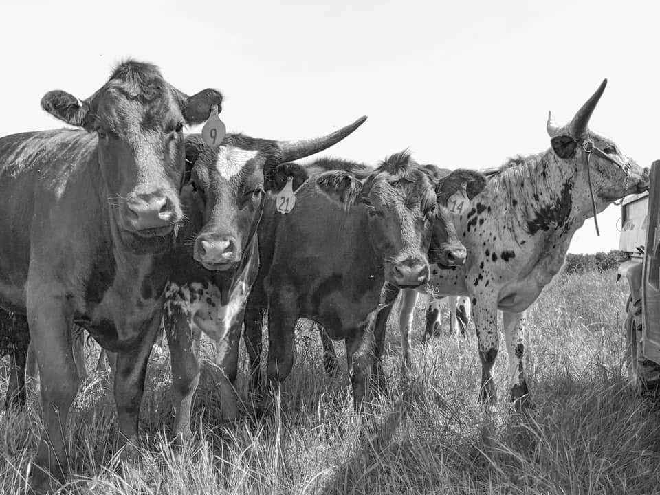 K.C. Ranch