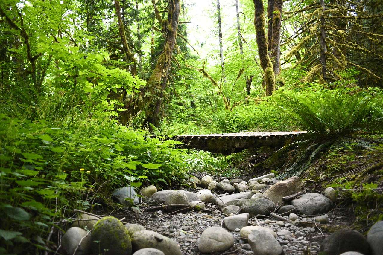 “Thirsty Creek” in the middle of camp is seldom flowing in summer, but adds a beautiful sound in the fall and winter.