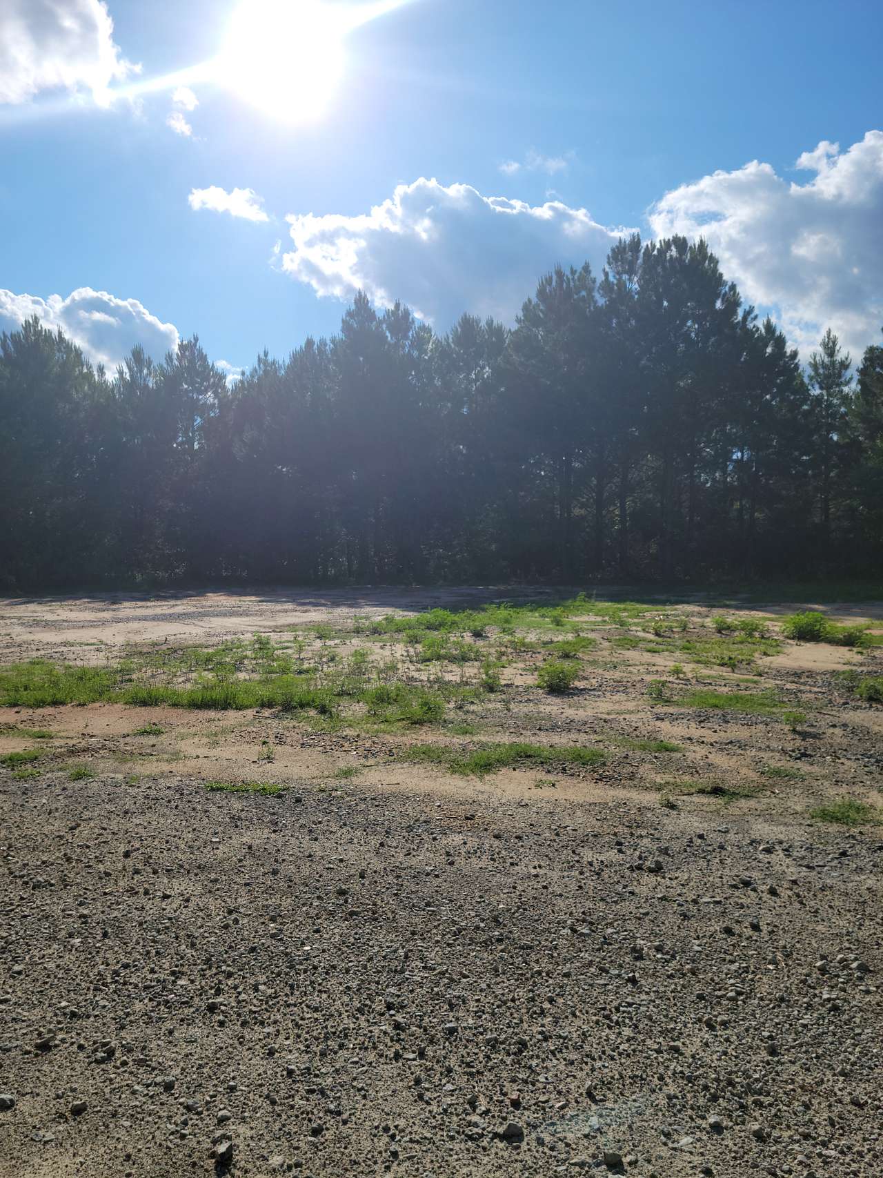 Pine Forest with grass clearing