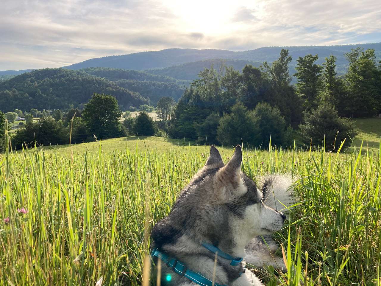 Black Creek Maple Off Grid Camp