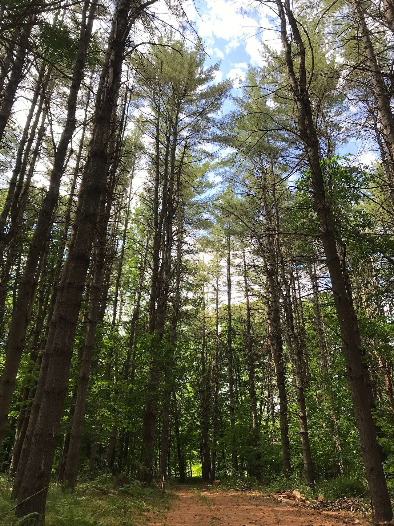The trees are amazing! 