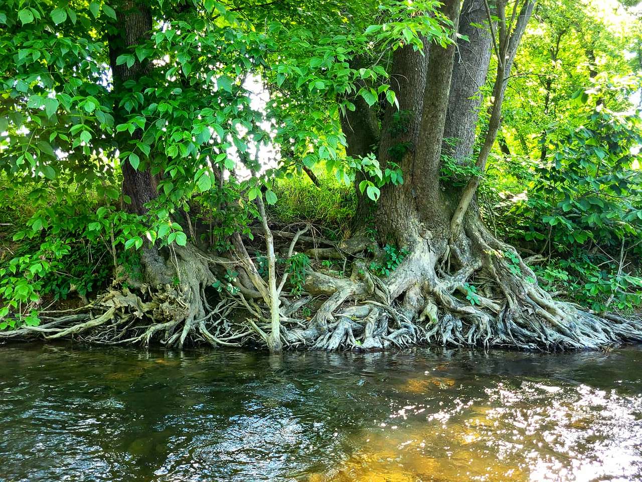 Wineberry Grove