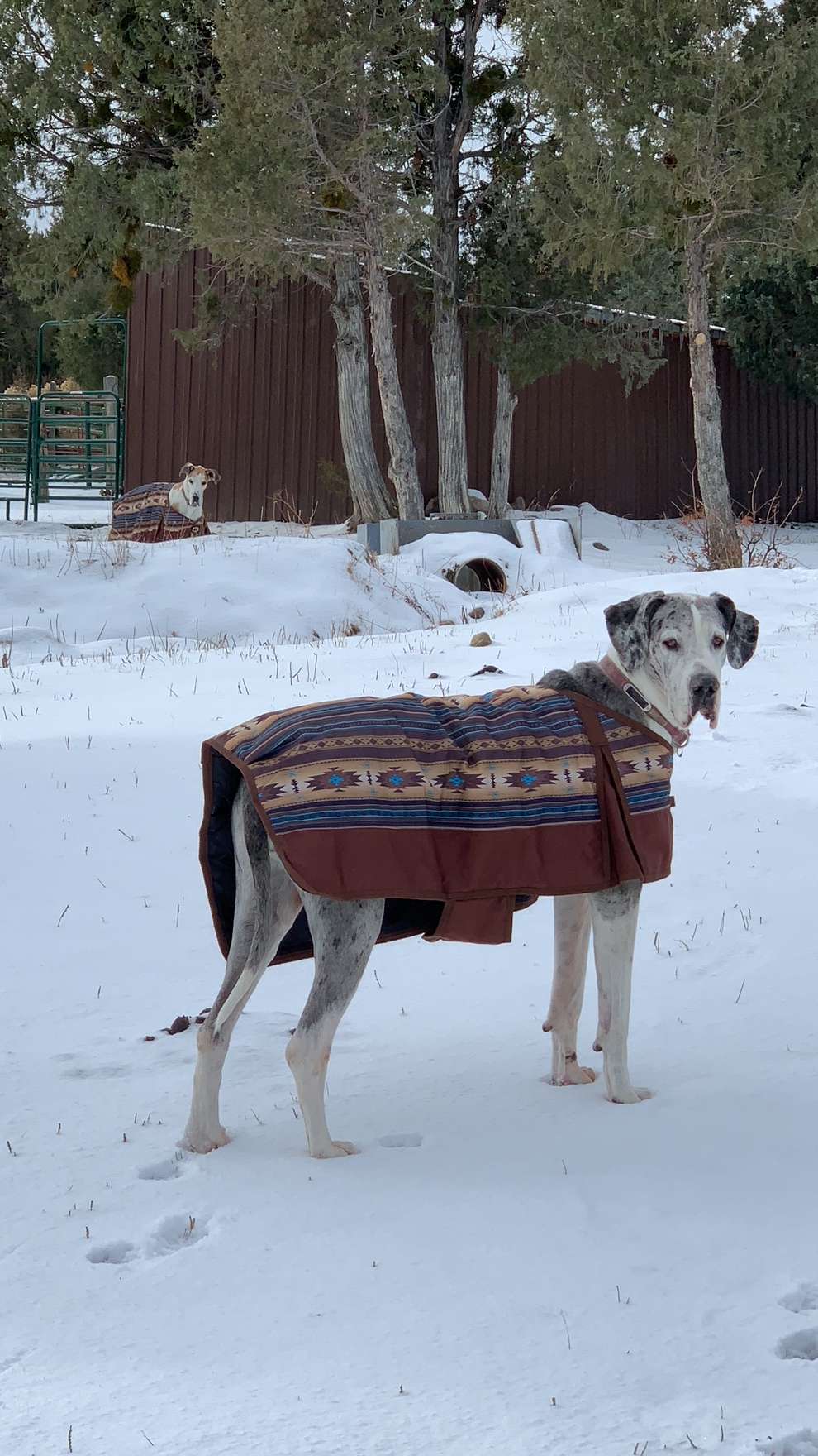 Our great dane Oobi in the forefront and the late Annie in the background.