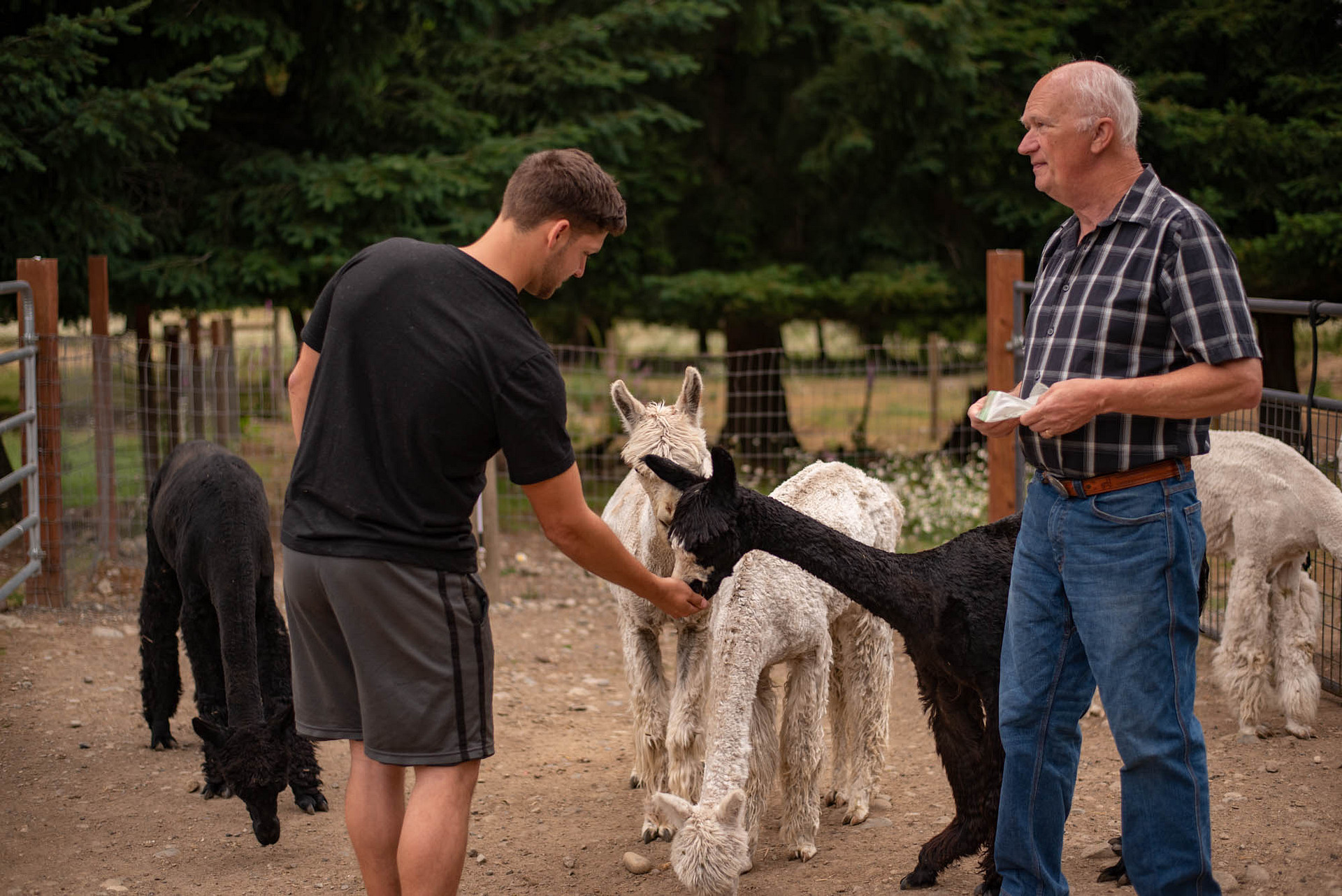You can also feed the alpacas on the tour. 