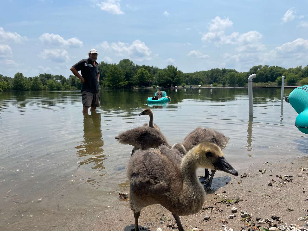 Rescued geese