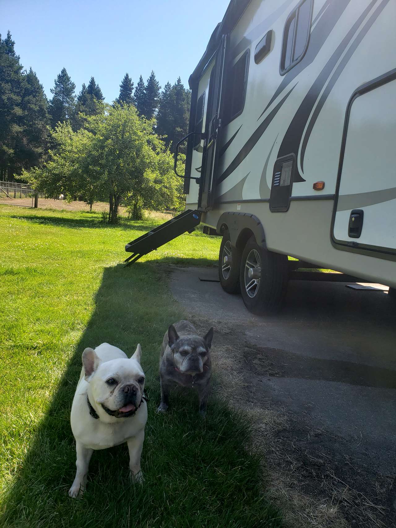 Pet Friendly