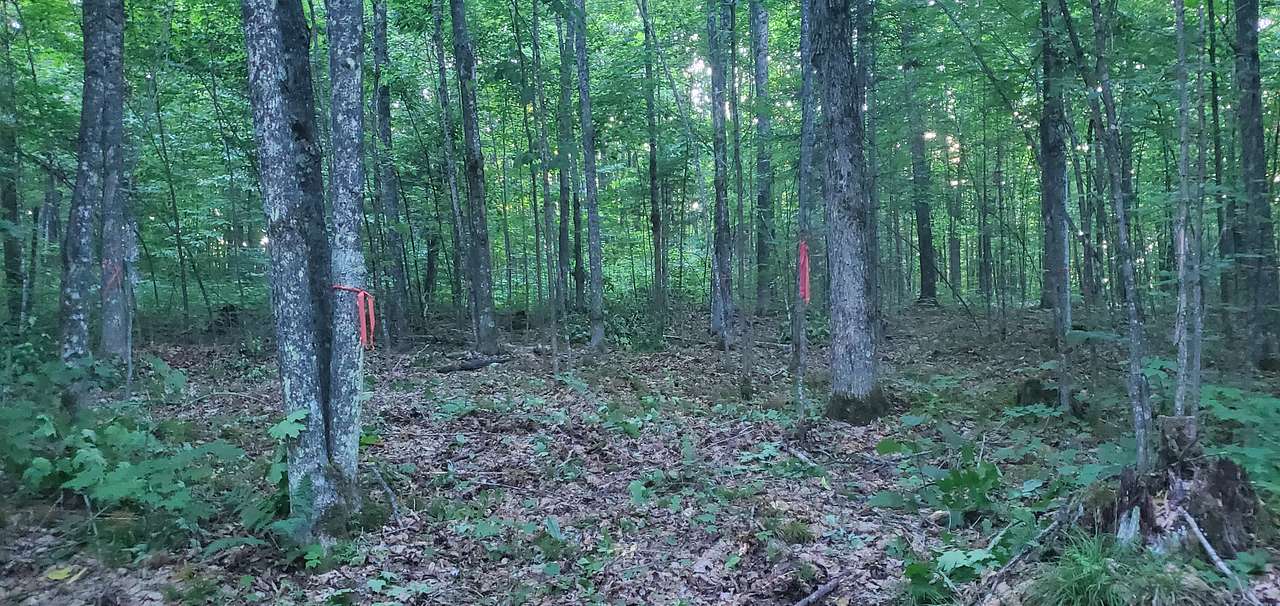 Mixed Forest, Hilly Region