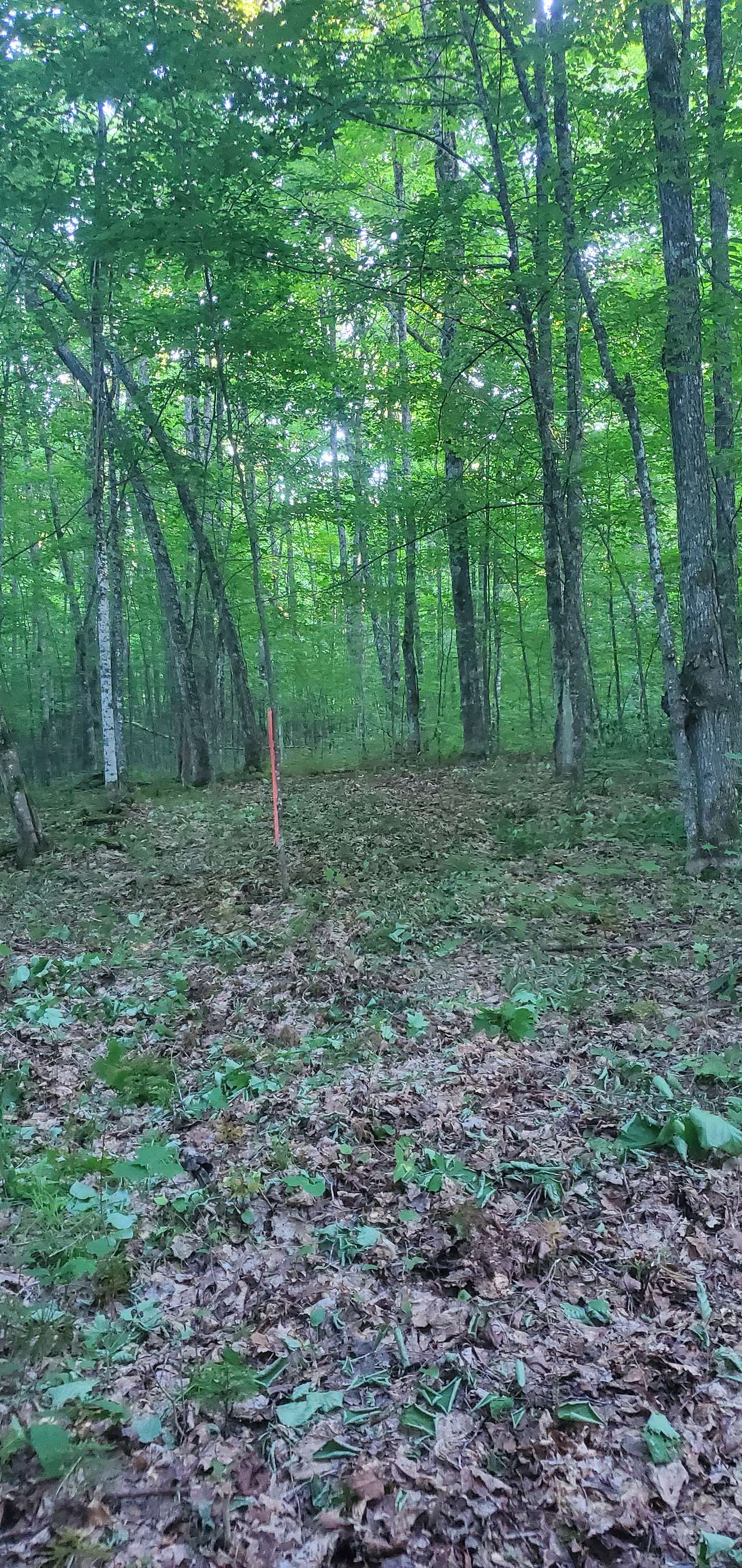 Mixed Forest, Hilly Region