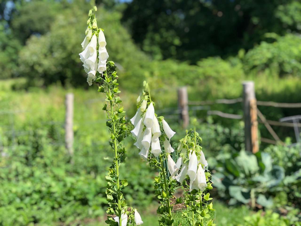 Flower / vegetable gardens