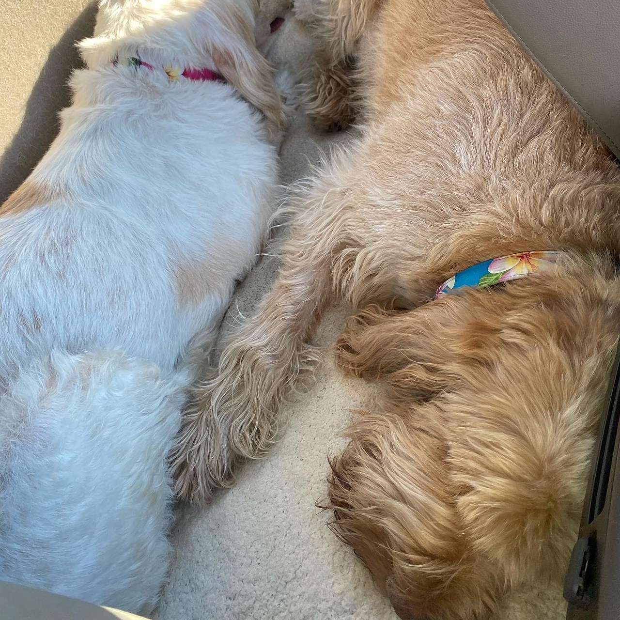 Dogs happily sleeping in the truck after our morning hike around the property 