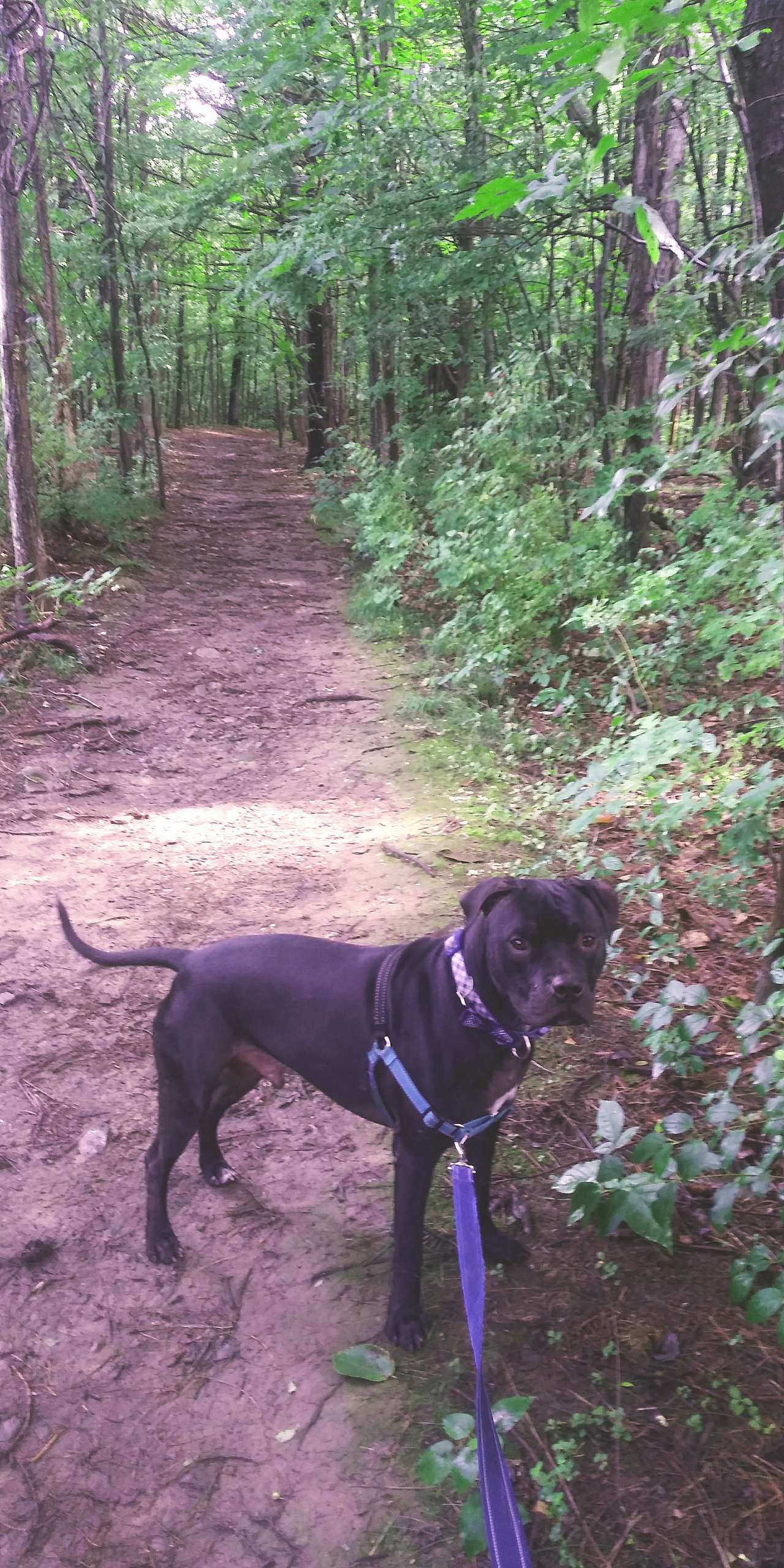 my dog decid
