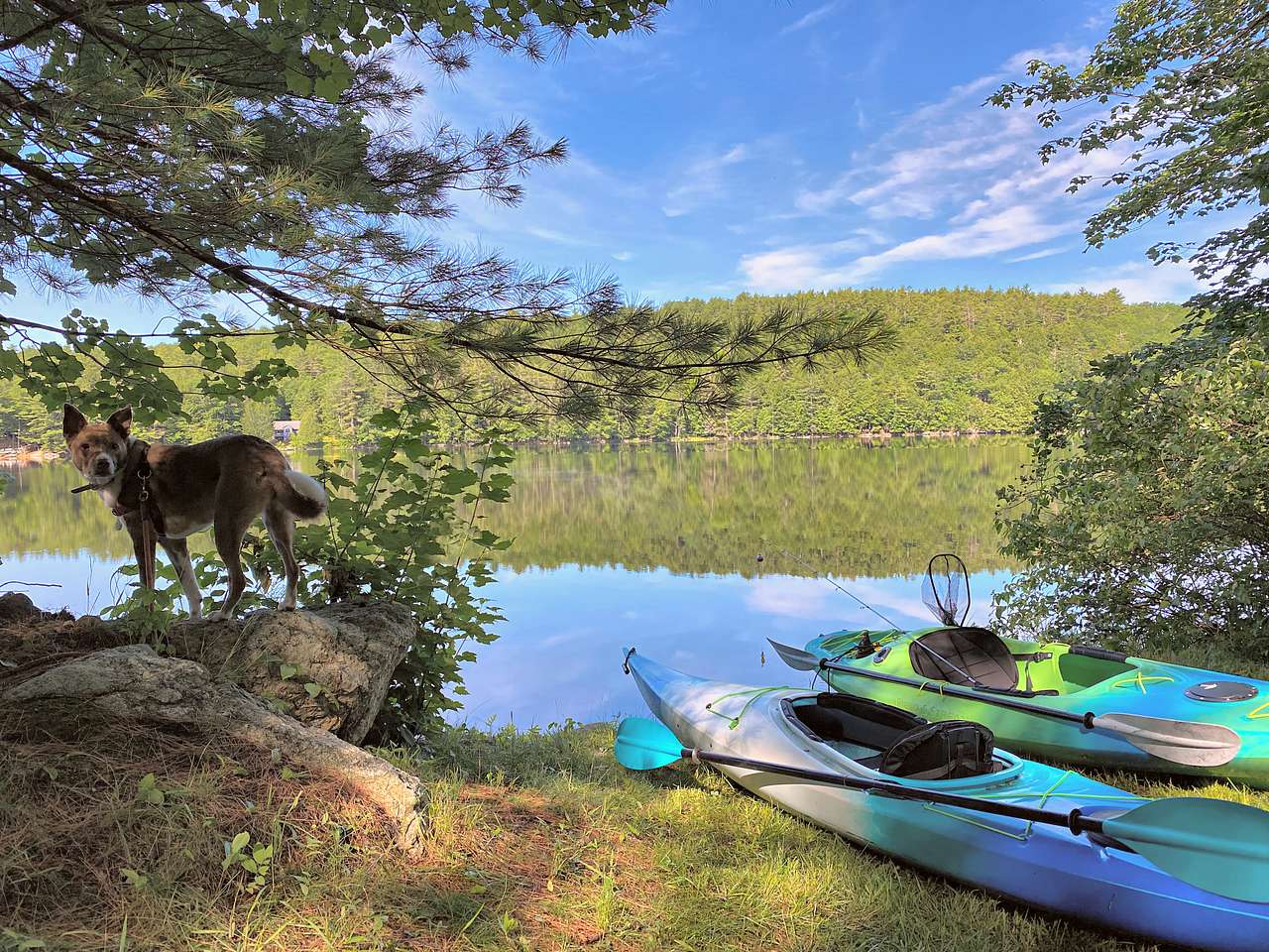 Maine Lakeside Wooded Tent Camping