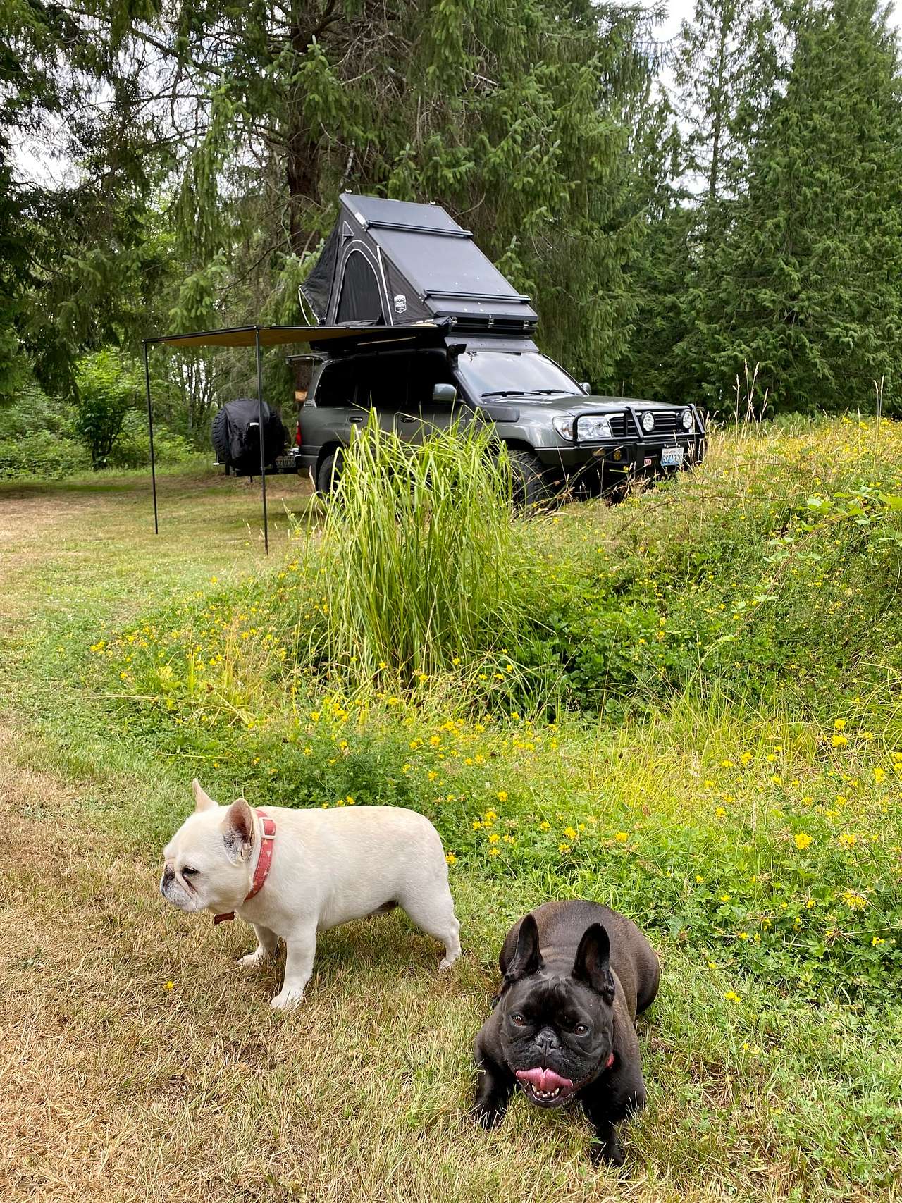 Dragonfly Campground