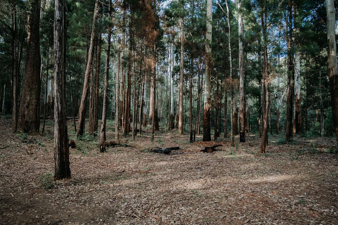 A look at the campsite