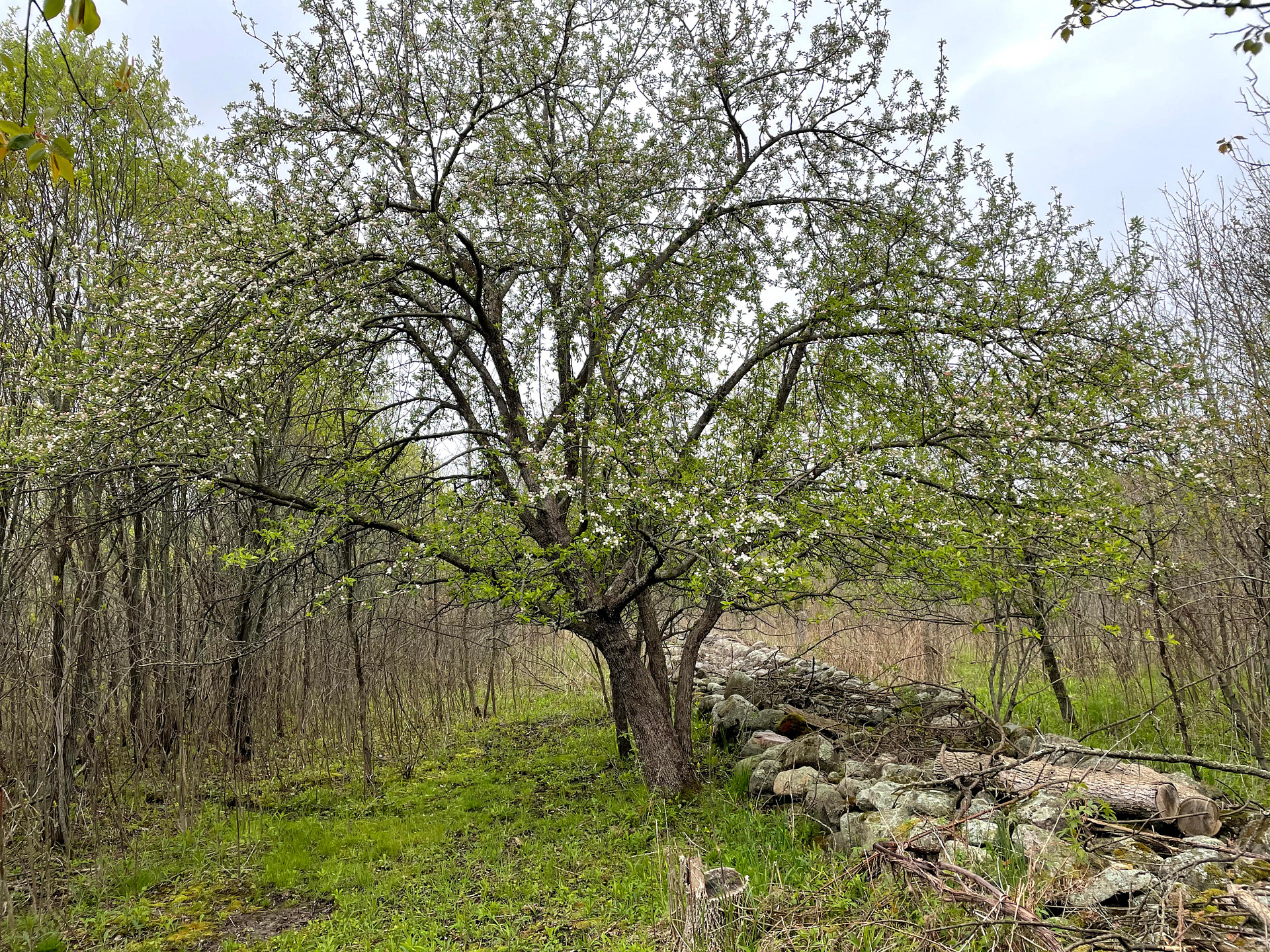 Rock walls like this run around and through Cricket Ranch. They are from clearing farm fields 150+ years ago. 480-460 mya, this spot was near the edge of an inland sea. Glacial forces brought some fossils to the surface & can be now found in the rock walls.