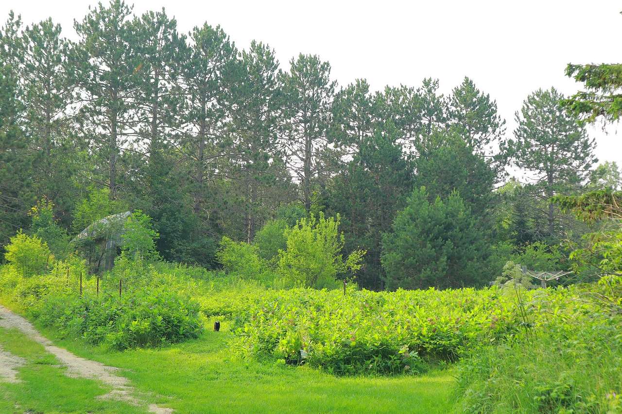 Milkweed Meadow 