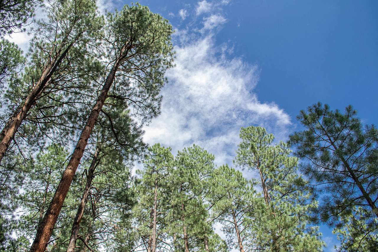 The ponderosa pines are huge and make the whole park smell so good! 