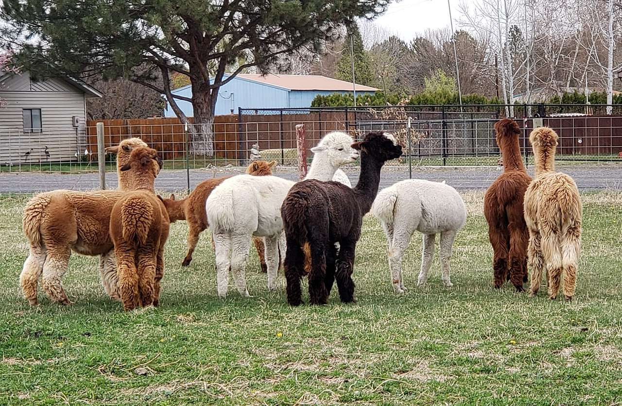 JenEric Alpaca Ranch