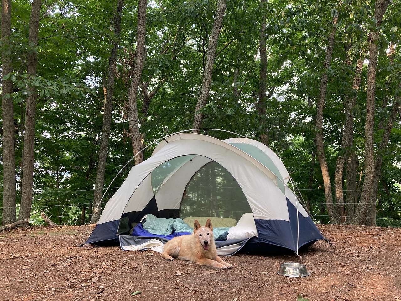 Grateful my pup was welcome as well.