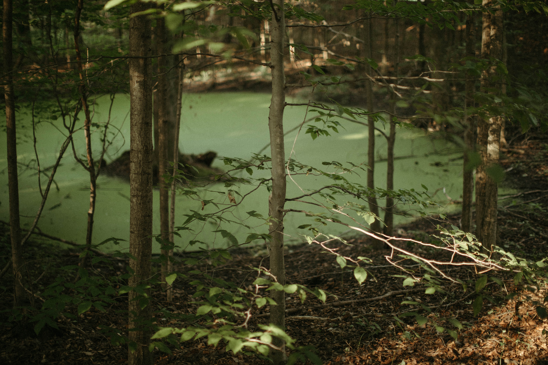 This little magical pond was another feature while walking the forest path. Really striking, this property is truly full of natural elements that make it very special.