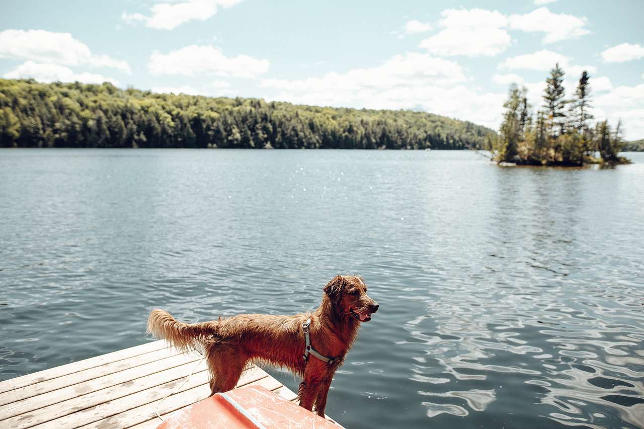 Campsite quality control: if the dog likes it - it's a great spot:) Our dog was the happiest!