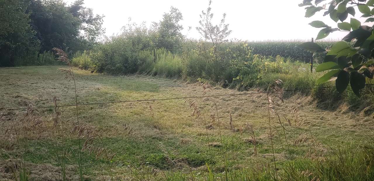 Grassy Woods Edge