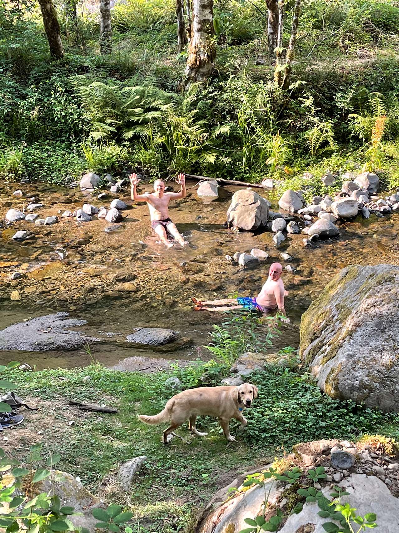 Our friends trying to stay cool in the creek.