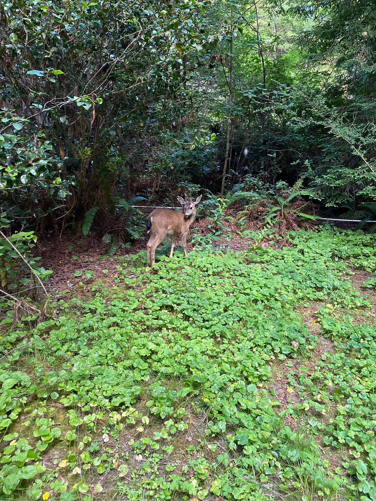 The forest fairy sighting #1