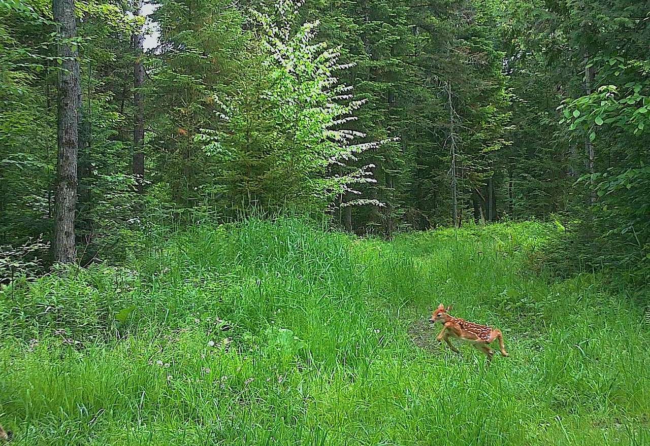 Bambi is here (please leave your pet at your camp site)
