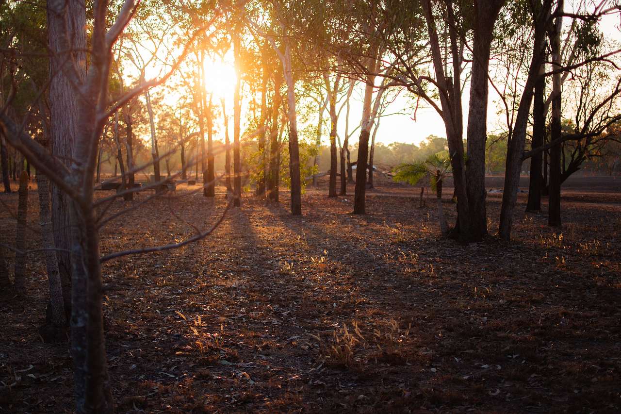 Gum Trees