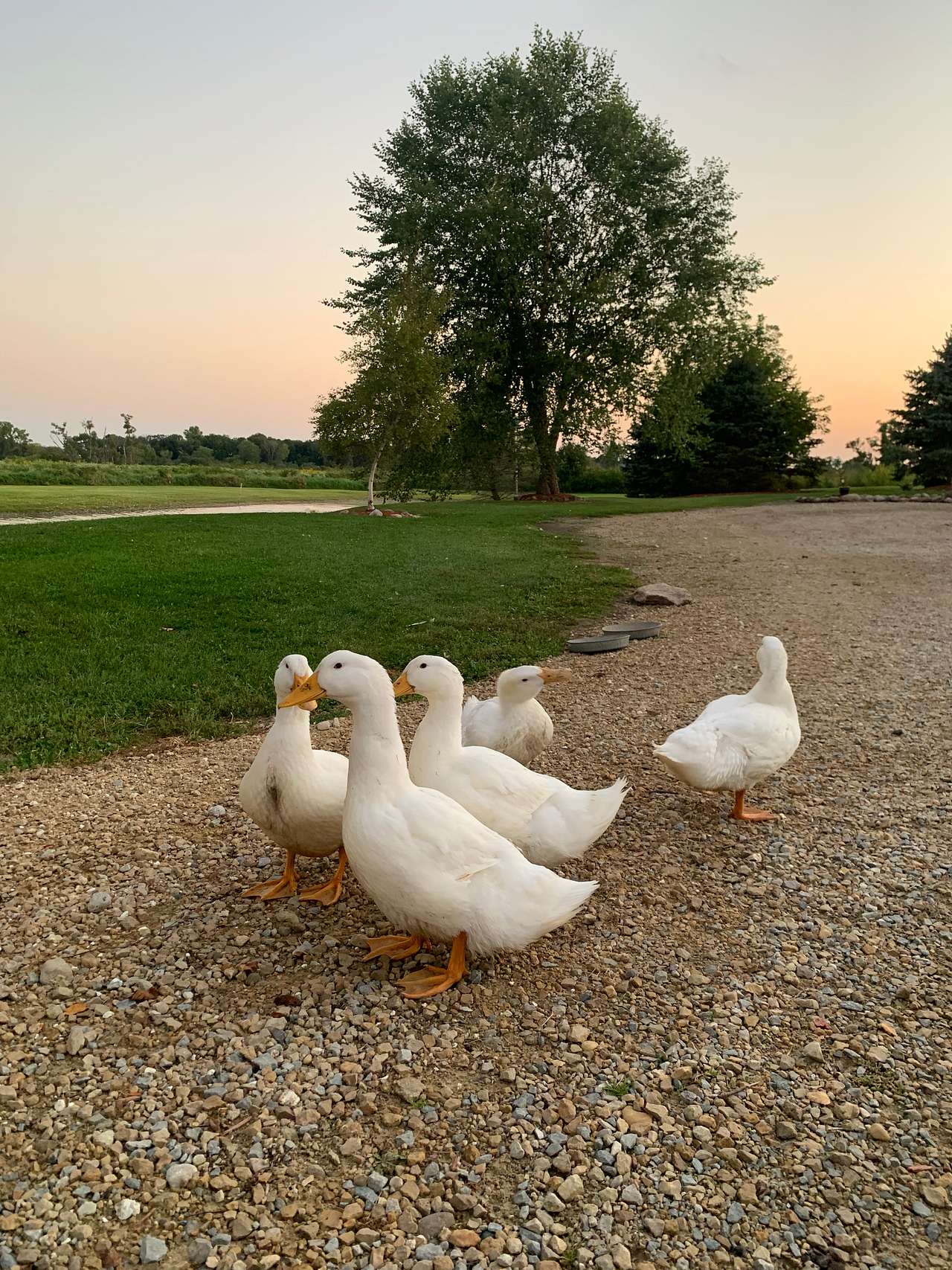 Ducks greeting at sunset