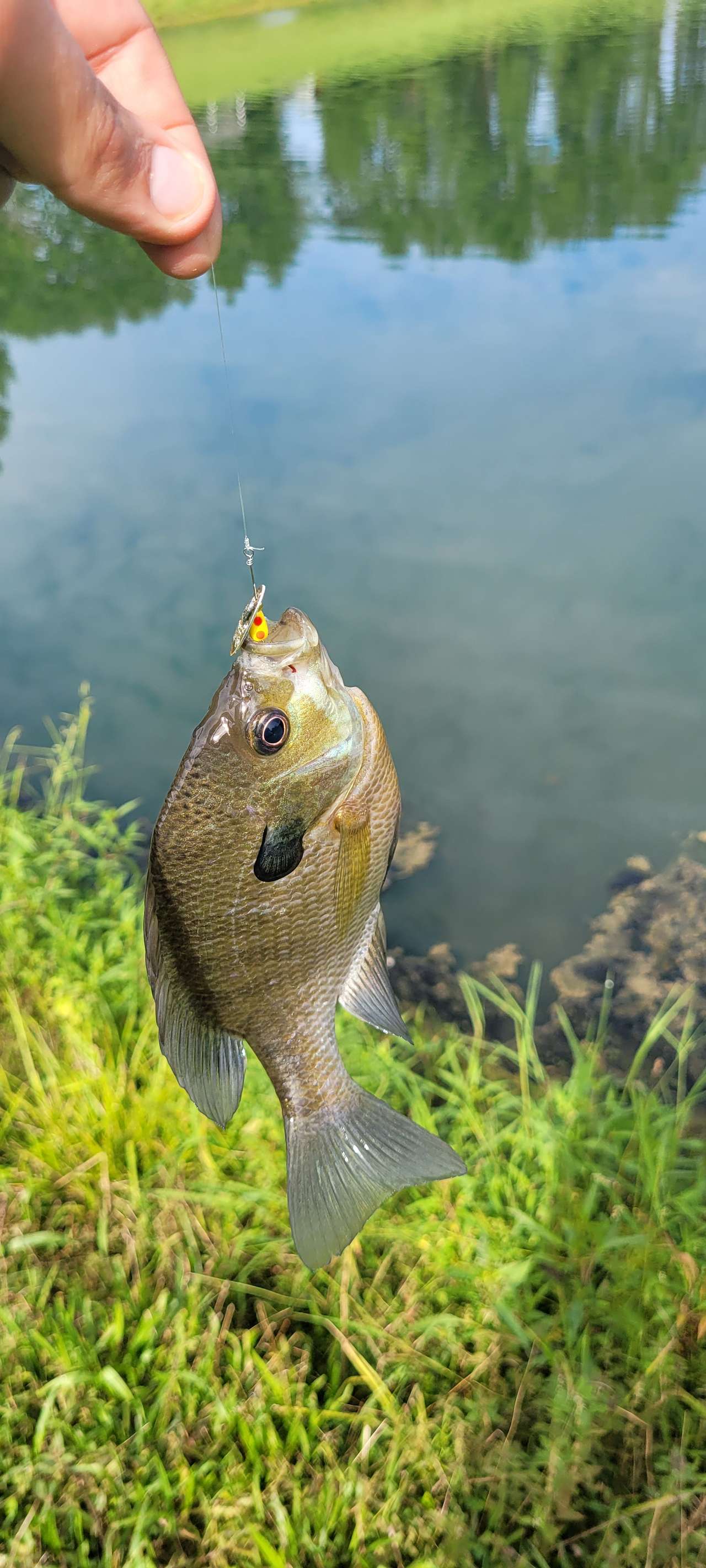 Decent-sized bluegills.