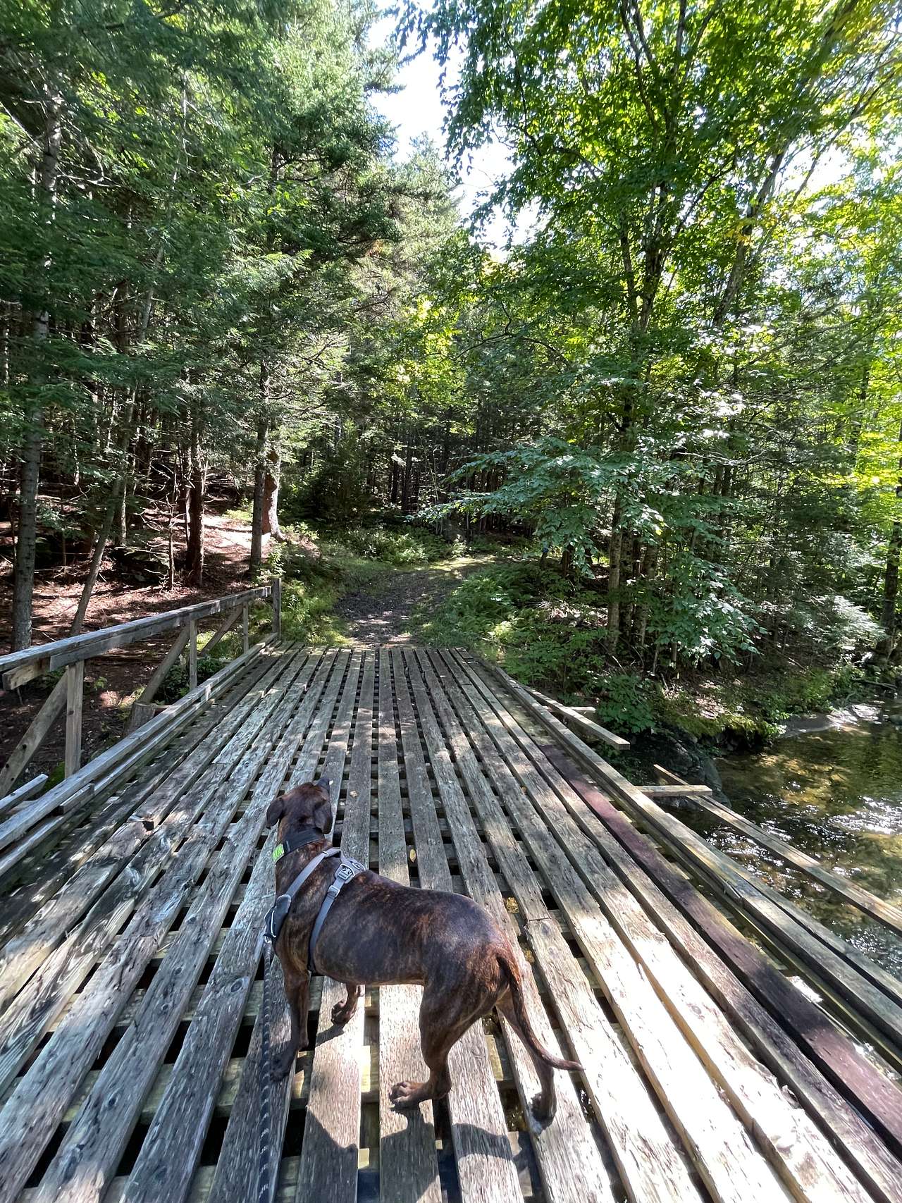 Bridge to the trails