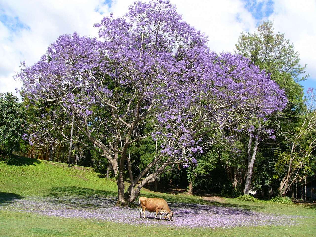 Tallebudgera Veg Sanctuary.