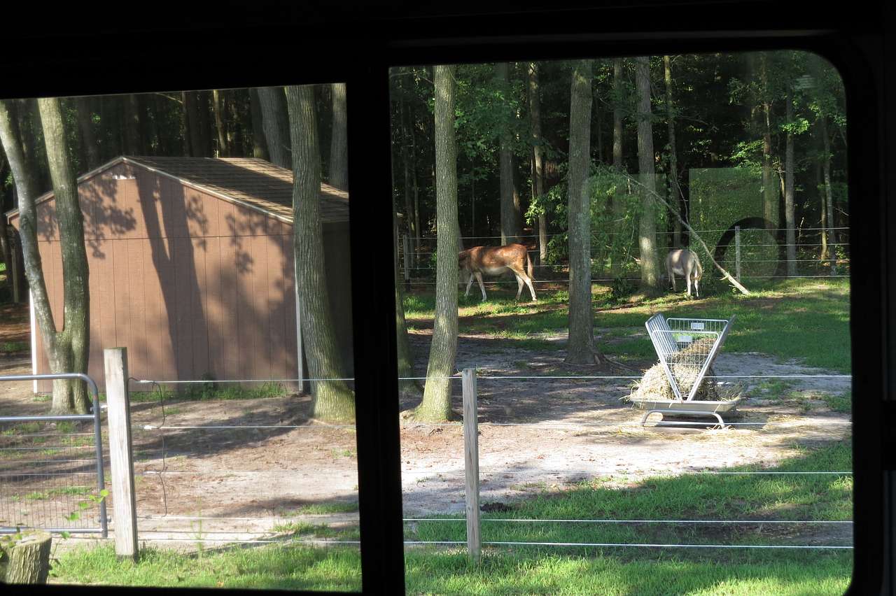 View outside the living room window.
