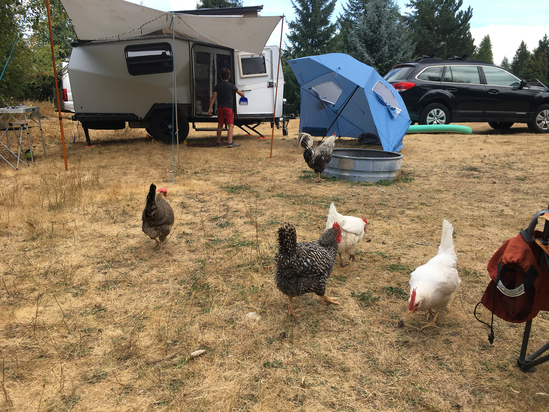 Lots of chickens running everywhere. They visited us regularly. 