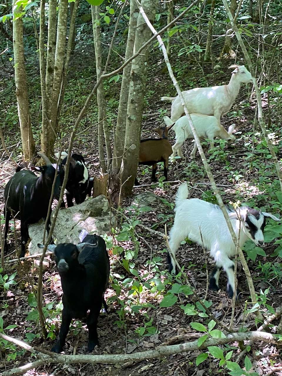 Kennedy Historic Appalachian Farm