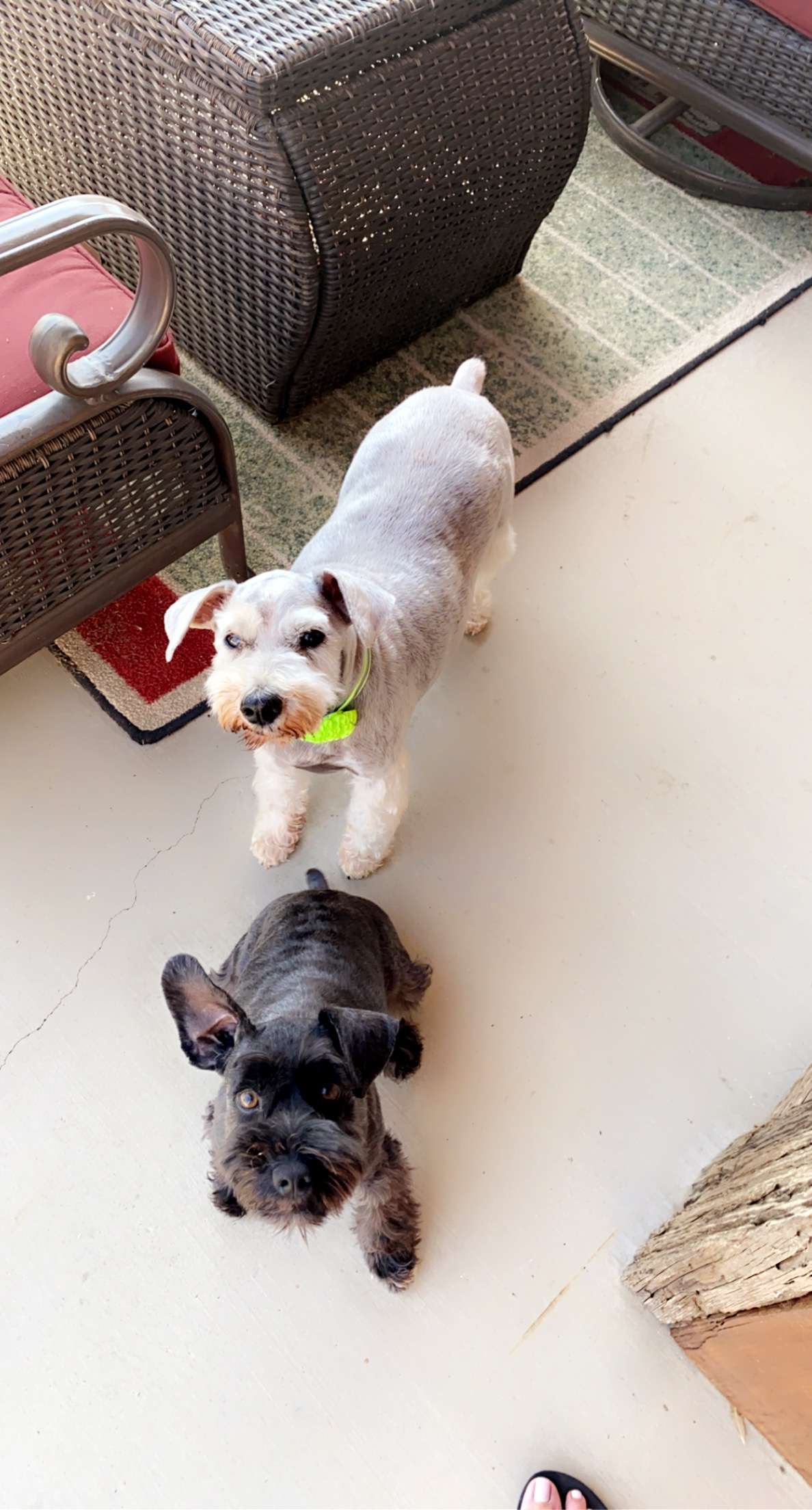 Sunney and EmmyLou Our Schanuzers