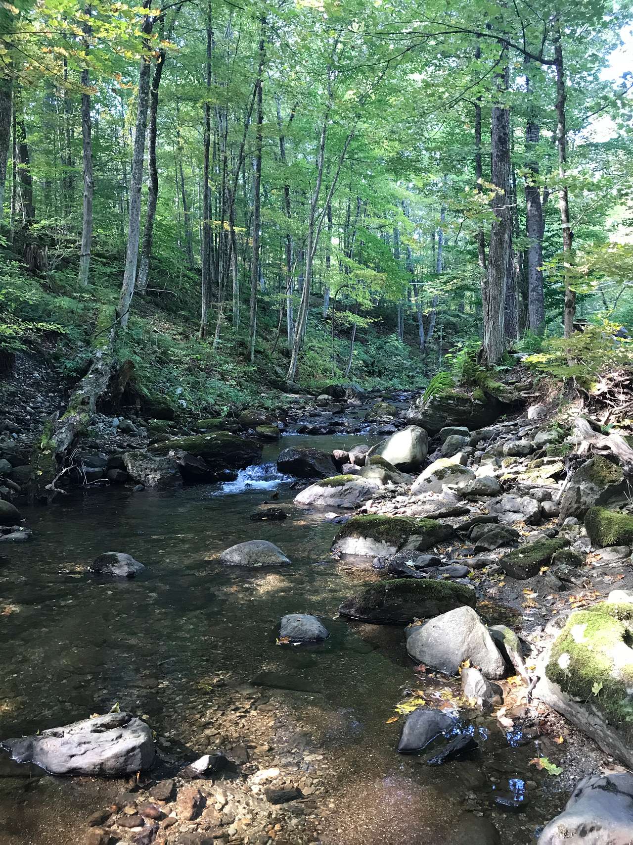 Texas Hill Brook