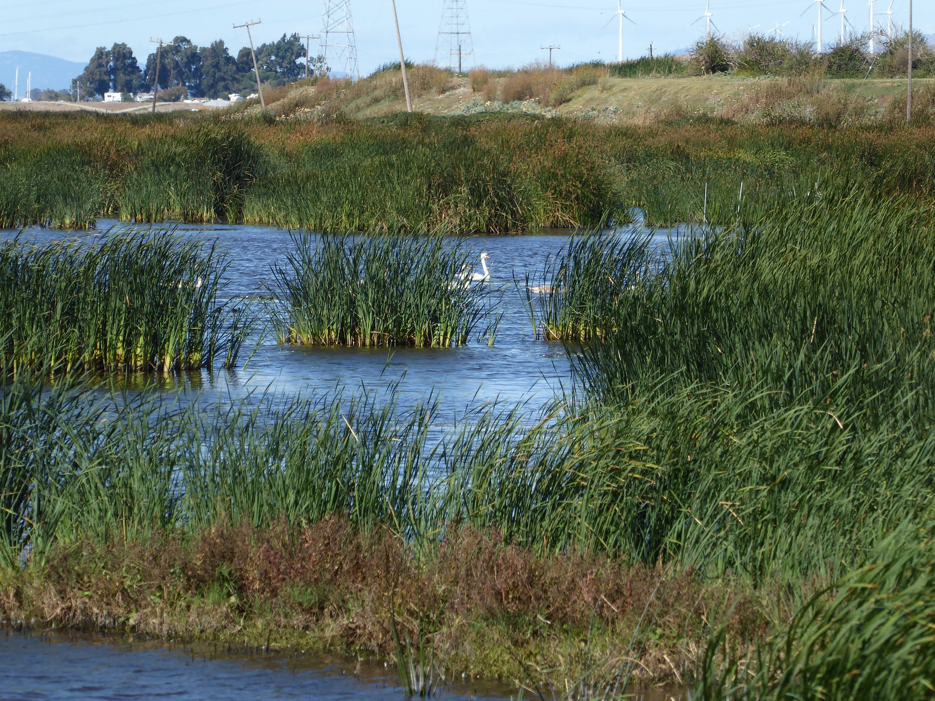 Swans on Whale's Belly wetland.