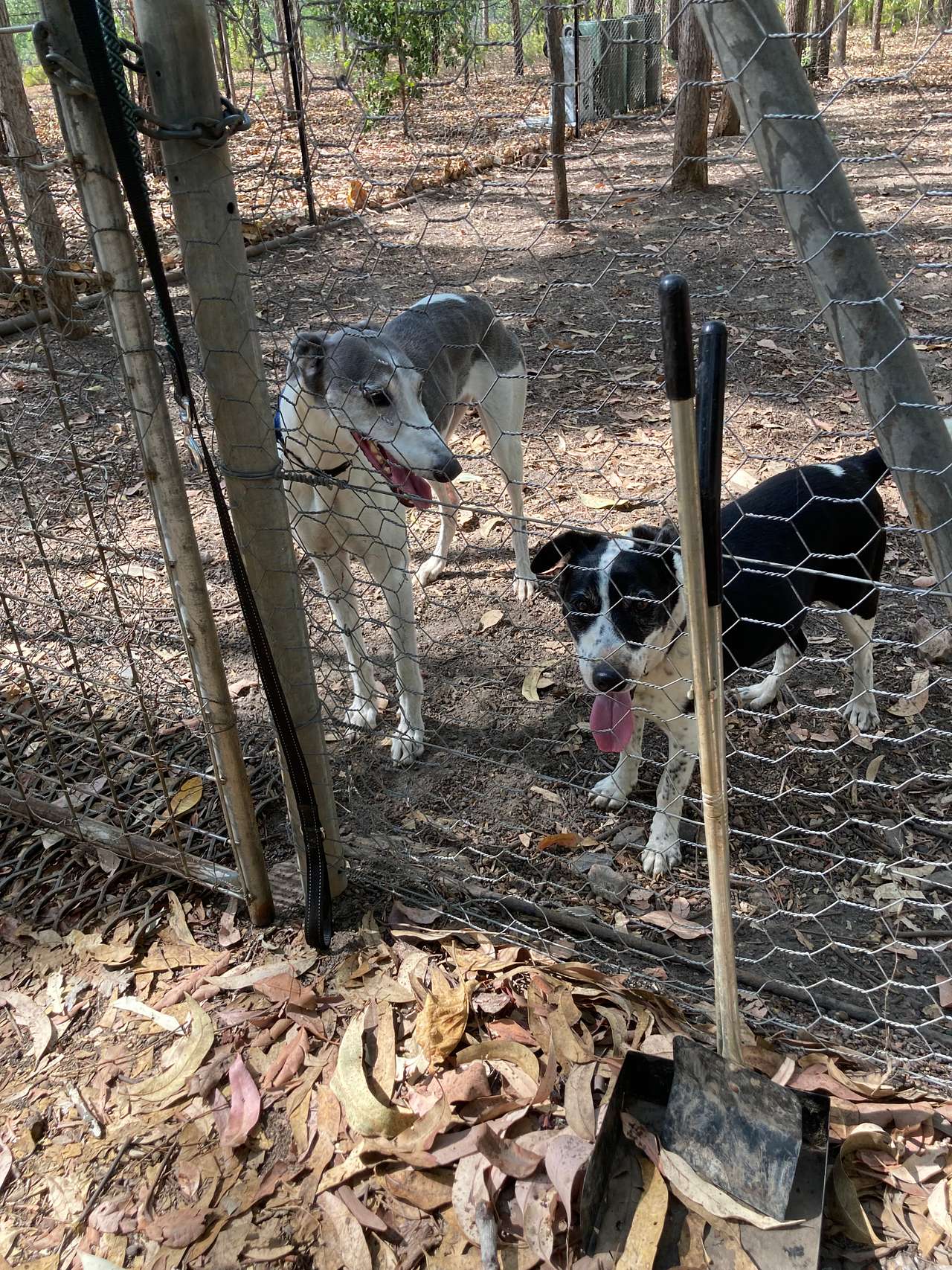 Secure exercise area for the dogs. I was impressed, the dogs not so🐾