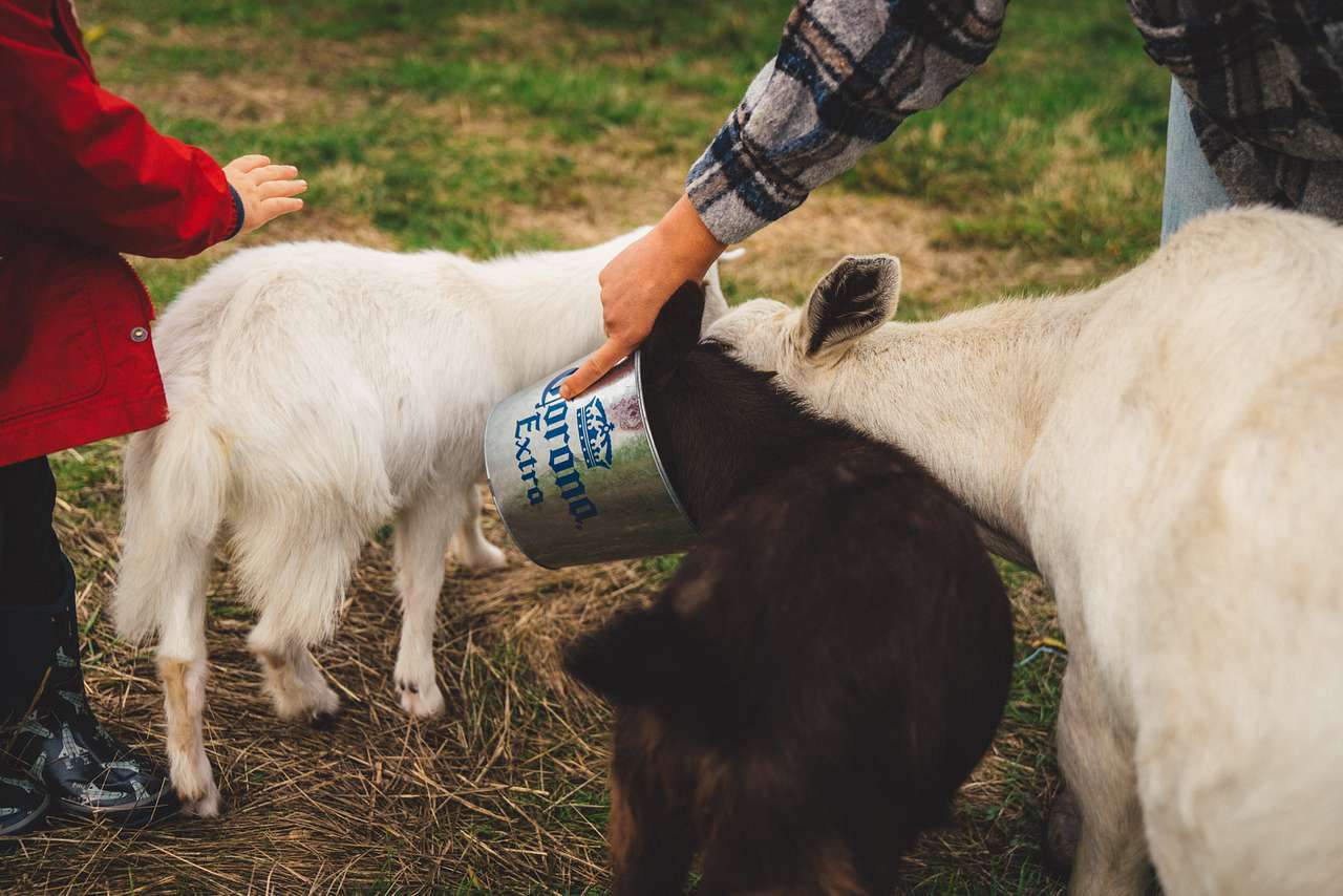 Feeding the alpacas and goats with the hosts.