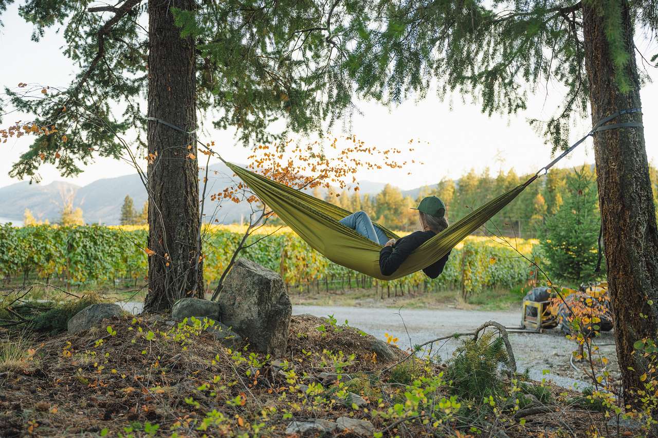 There are a few great trees for hanging up your hammock on the property!