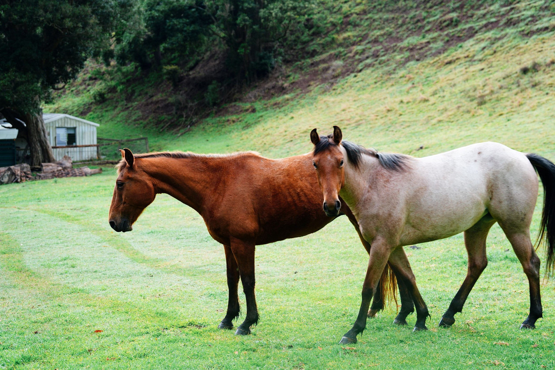 the hosts beautiful horses