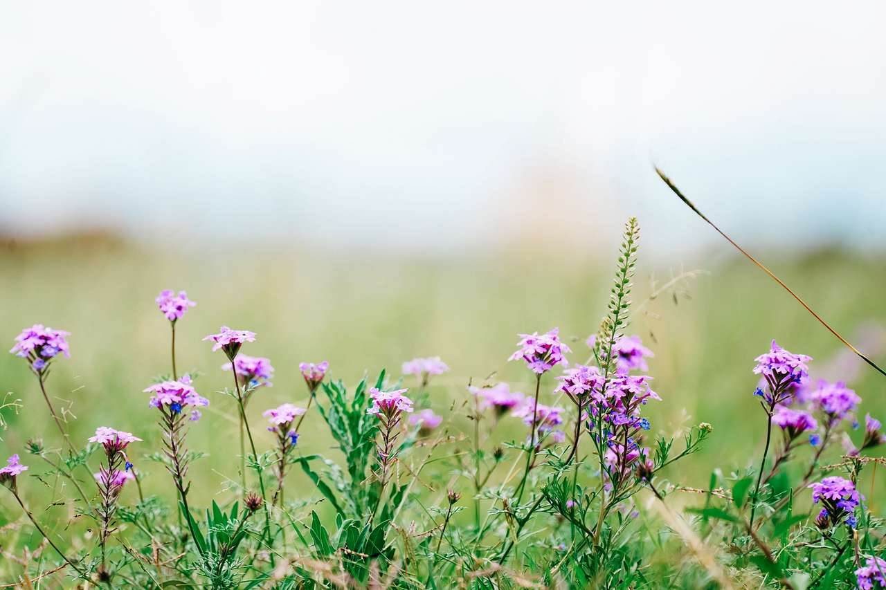 pretty wildflowers scattered in paddocks and roadside
