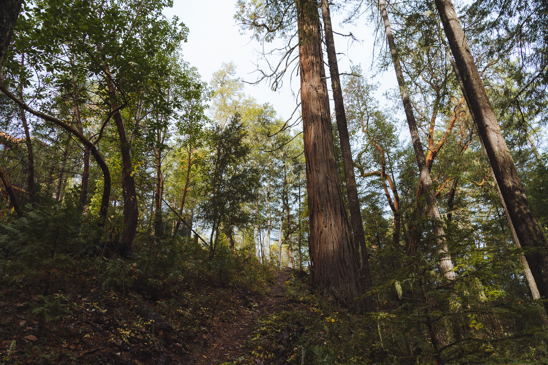 Hiking trail below the property leads you through a beautiful forest. 