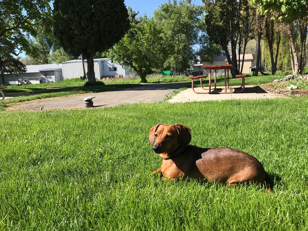 Miss lady Bella ♥️