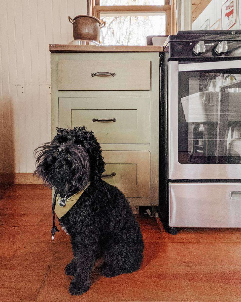 Our little guy was right at home! 