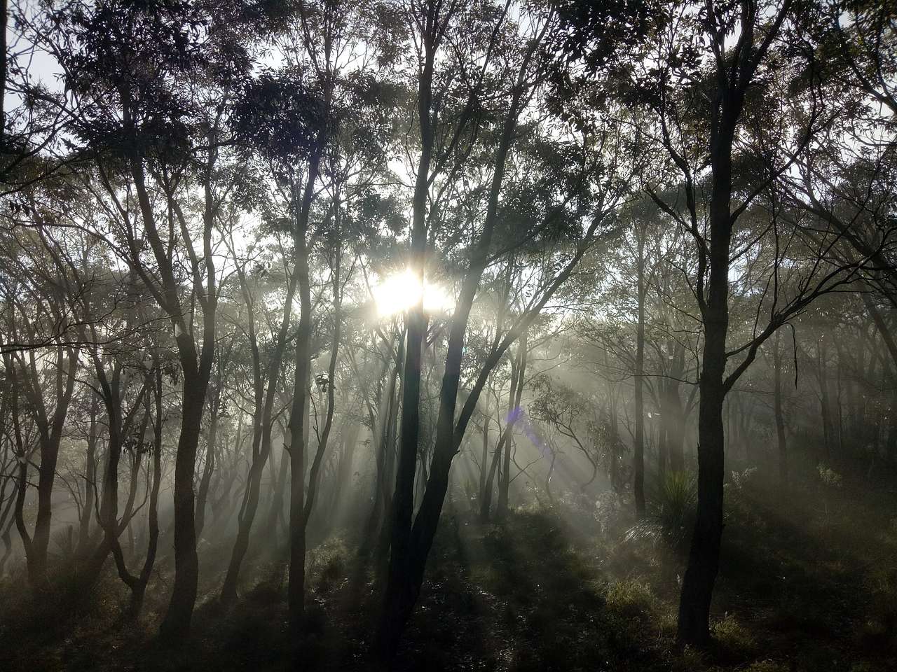 Macedon Ranges Glamping with kangas