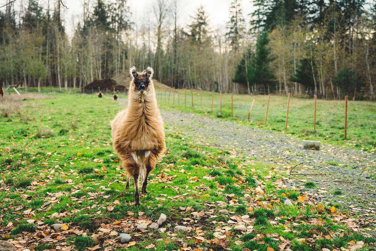 An extraordinary llama excitedly coming to say hello.